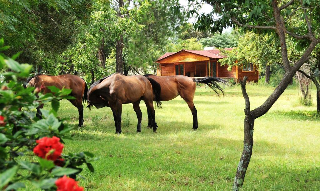 Pine Tree Lodge Midrand Ngoại thất bức ảnh