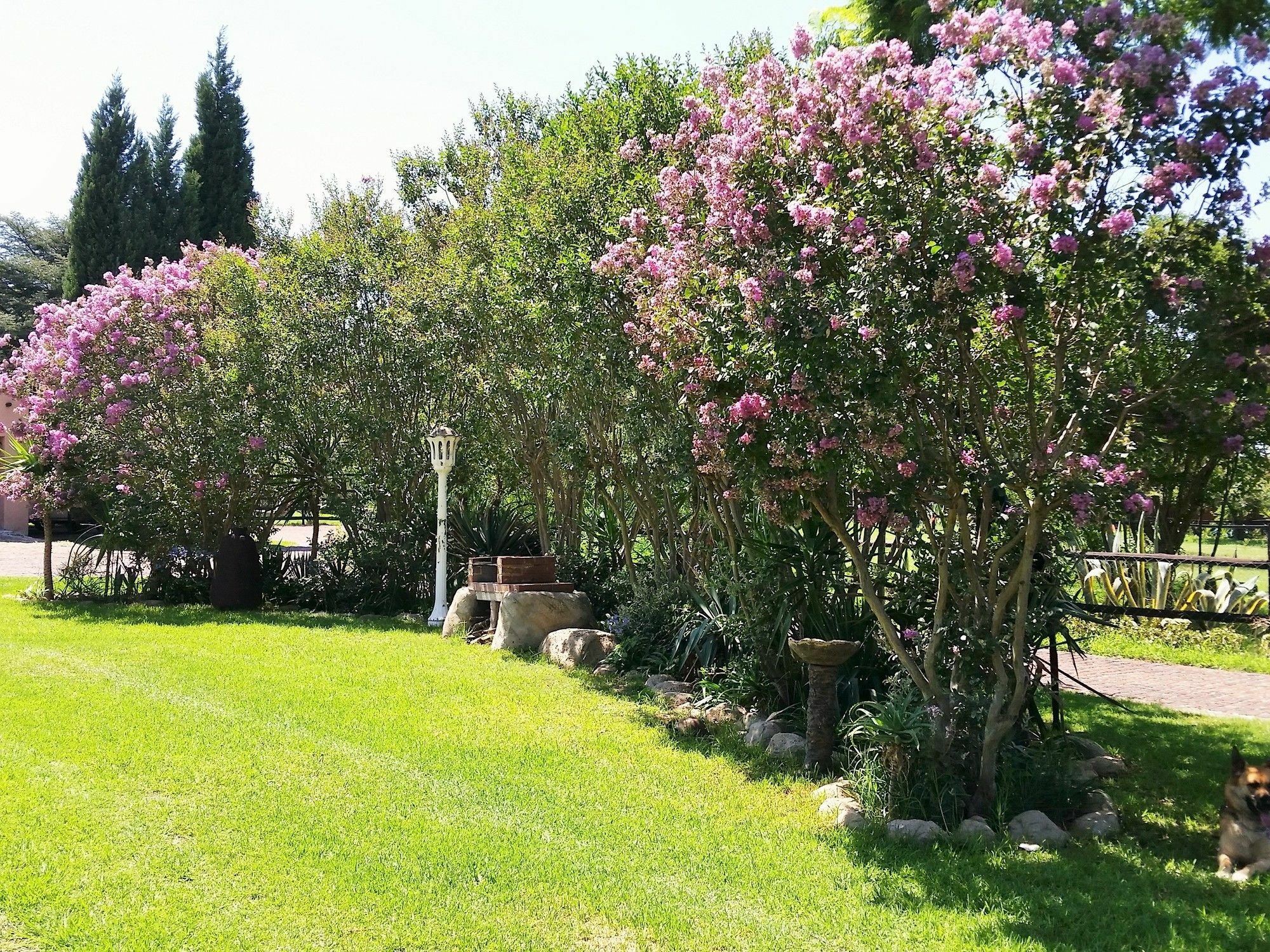 Pine Tree Lodge Midrand Ngoại thất bức ảnh